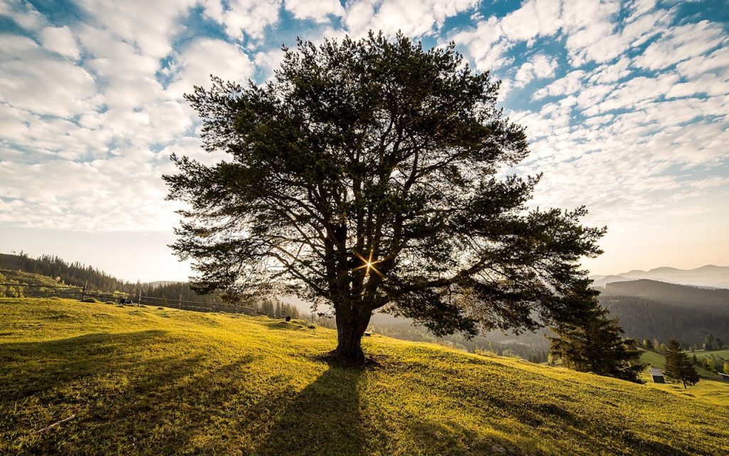 tree-dawn-nature-bucovina-56875-56875 tree-dawn-nature-bucovina-56875-56875.jpg